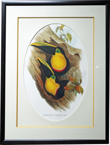 Toucans